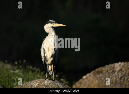 Close-up ein Graureiher (Ardea cinerea) auf einem Felsen in Feuchtgebieten, Großbritannien thront. Stockfoto