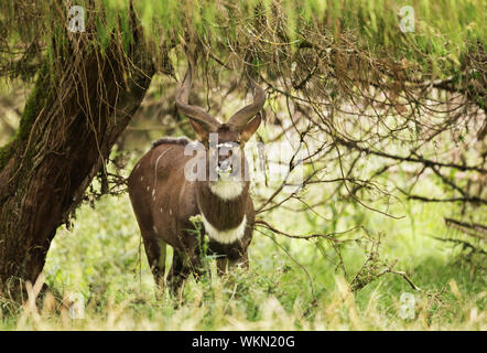 Nahaufnahme eines männlichen Mountain Nyala (Tragelaphus buxtoni), Äthiopien. Stockfoto