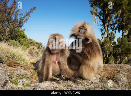 Nahaufnahme von Grooming männlichen und weiblichen Gelada Affen, Simien Berge, Äthiopien. Stockfoto