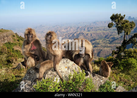 Gruppe von gelada Affen (Theropithecus gelada) sitzen auf den Felsen im Simien Berge, Äthiopien. Stockfoto