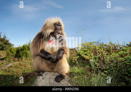 Nahaufnahme eines männlichen Gelada Affen (Theropithecus gelada) im Simien Berge, Äthiopien. Stockfoto