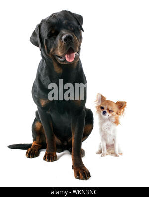 Wink von Chihuahua und Rottweiler vor weißem Hintergrund Stockfoto
