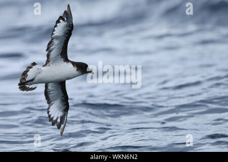 Ein Cape Petrel, Daption capense, im Flug Stockfoto