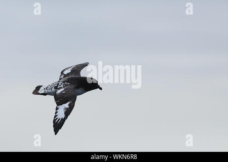 Ein Cape Petrel, Daption capense, Fliegen Stockfoto