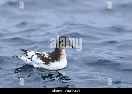 Ein Cape Petrel, Daption capense, am Ocean Stockfoto