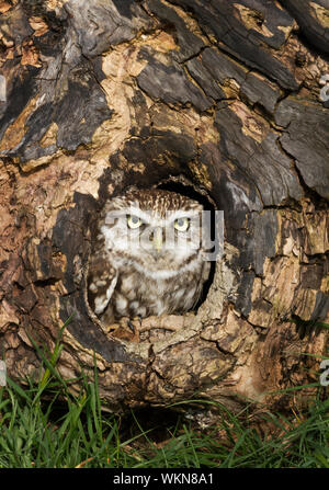 Nahaufnahme eines Steinkauz (Athene noctua) in einen Baumstamm, Großbritannien thront. Stockfoto