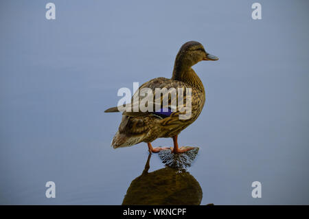 Weibliche Stockente thront auf Stein im See Stockfoto