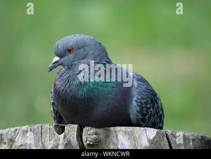 Portrait von Taube auf im Wald anmelden gehockt Stockfoto