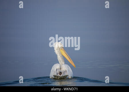 Pelikan Schwimmen im See Stockfoto