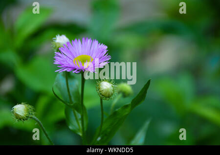 Blume auf grünem Hintergrund Stockfoto