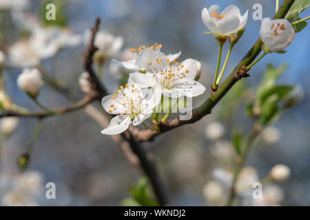 Weiße Blumen von cherry tree Stockfoto