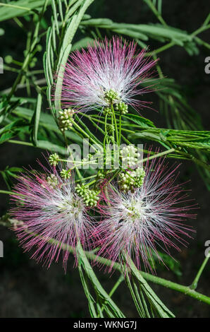 Nahaufnahme von persischer Silk Baum (Albizia Julibrissin) oder Pink Siris Blumen Blätter und unreife Früchte, horizontale Nachtaufnahme, flachen Fokus Stockfoto