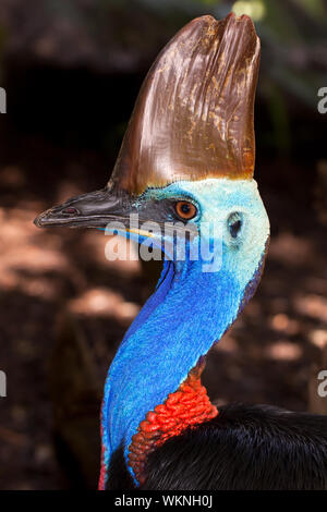 Ein Profilbildnis des massiven Flighless Vogels, der Kasuar, in Queensland, Australien Stockfoto