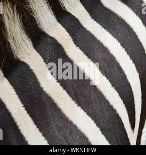 Tierhaut, gemeinsame Zebra oder Burchell Zebra (Equus Burchelli), gestreiften Hintergrundtextur Stockfoto