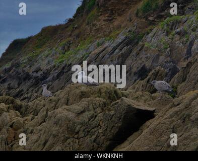 Groupe de Trois mouettes posées Sur les rochers en face d'un petit Ravin sur la plage de Brest, en Bretagne, Frankreich finistrere Stockfoto