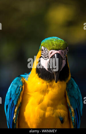 Blau und Gold Aras (Ara Ararauna) und Hellrote Aras (Ara macao) zusammen auf einer Bank sitzend und teilen ein Eis in das sonnige Wetter. Stockfoto