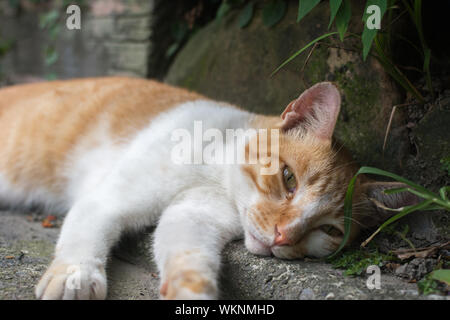 Ingwer Tabby Katze liegend in der Ecke zum Ausruhen in der Katze Dorf Houtong, Taiwan Stockfoto