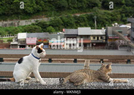 Schildpatt Katze sitzt und tabby Katze auf der Mauer aus Stein, die in der Katze Dorf Houtong, Taiwan liegt. Stockfoto