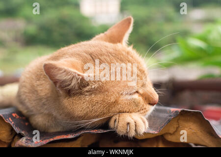 Ginger tabby Schlafen auf dem Dach in der cat Dorf Houtong, Taiwan. Stockfoto