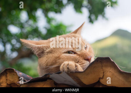 Ginger tabby Katze auf dem Dach in der cat Dorf Houtong, Taiwan ruht. Stockfoto