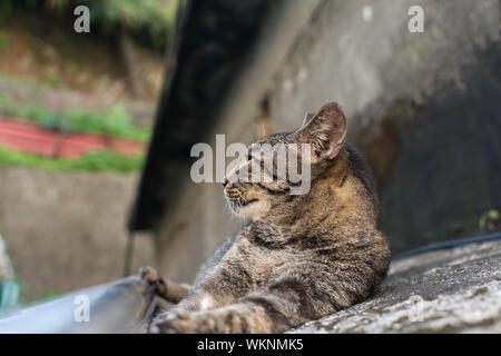 Tabby Katze liegend auf dem Boden in der Cat-Dorf von Houtong, Taiwan. Stockfoto