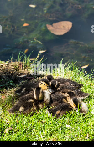 Eine Brut von Entenküken Anas platyrhynchos Stockente gepresst zusammen für Wärme in einem sonnigen Patch am Ufer eines Sees. Stockfoto