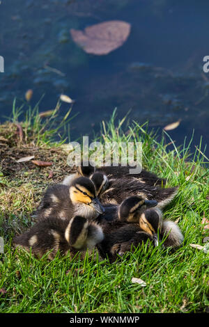 Eine Brut von Entenküken Anas platyrhynchos Stockente gepresst zusammen für Wärme in einem sonnigen Patch am Ufer eines Sees. Stockfoto