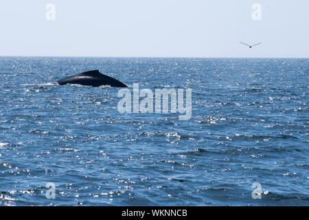 Ein Buckelwal tauchen mit Vogel in der Bucht von Fundy Stockfoto