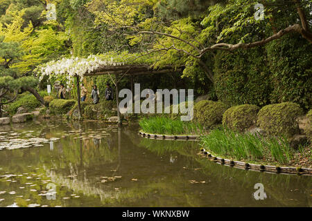 Weiße Blumen von Glyzinien wachsende auf die hölzerne Pergola am Ufer in einem japanischen Garten in der Nähe des Heian Schrein. Stockfoto