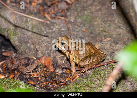 Seitenansicht eines Gemeinsamen Frog, Rana temporaria Stockfoto