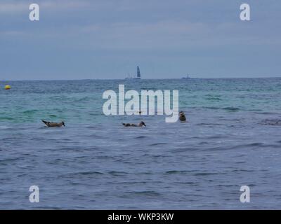 Groupe de Mouettes marrons posées sur l'eau, qui pechent Les Petits Poissons, voilier au Loin, Rochers sur le Côté, Plage de Brest Stockfoto