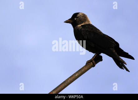 Die Dohle (Corvus monedula), manchmal bekannt als der Eurasischen Dohle, Europäischen Dohle, Western Jackdaw, oder früher einfach die Daw. Stockfoto