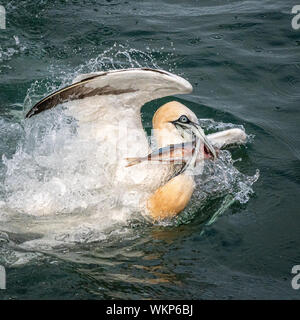 Basstölpel Kämpft über Fische im Meer Stockfoto