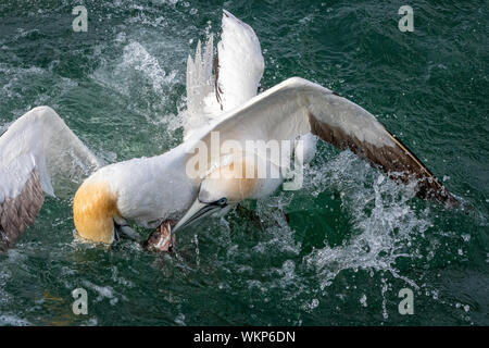 Basstölpel Kämpft über Fische im Meer Stockfoto