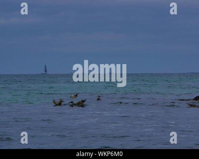 Groupe de Mouettes marrons posées sur l'eau, qui pechent Les Petits Poissons, voilier au Loin, Rochers sur le Côté, Plage de Brest Stockfoto