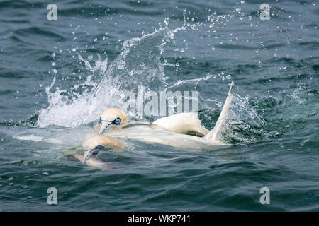 Basstölpel Kämpft über Fische im Meer Stockfoto