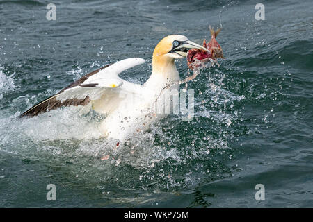 Gannett mit Fisch im Meer Stockfoto