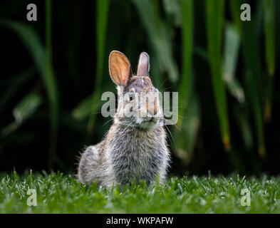 Östlichen Cottontail Rabbit, (Sylvilagus floridanus) Manitoba, Kanada. Stockfoto