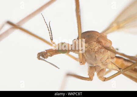 Cylindrotominae oder lange-bodied craneflies auf weißem Hintergrund. Hochauflösendes Foto. Stockfoto