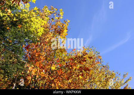 Herbst Wald, rote, gelbe, grüne Blätter gegen den strahlend blauen Himmel, kopieren Raum Stockfoto