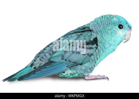 Weibliche Lineolated Sittich, Bolborhyncus kleine, blaue Form, isoliert Stockfoto