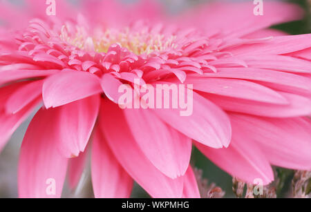 Rosa Gerbera Blüte von der Seite, schöne Makro Stockfoto