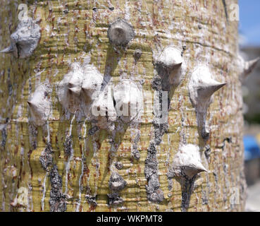 Großen Baumstamm mit Spikes Ceiba speciosa Stockfoto