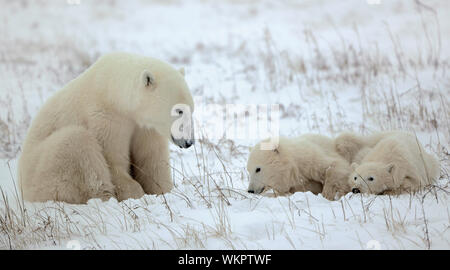 Polar Bärin mit Jungen. Der polar Bärin mit zwei Kindern auf schneebedeckten Coast. Stockfoto
