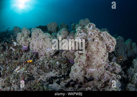 Weiche Korallen gedeihen Unterwasser inmitten der tropischen Inseln von Raja Ampat, Indonesien. Dieser äquatorregion liegt in der Nähe des Zentrum für Marine Biodiversität. Stockfoto