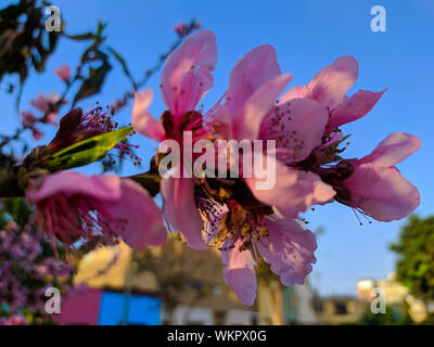 Wissenschaftlicher Name Prunus japanische Aprikose: japanische Aprikose Lima Peru Stockfoto