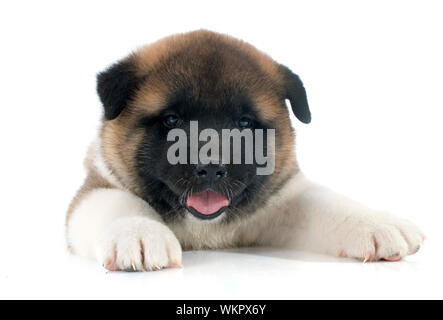 american Akita Welpen vor weißem Hintergrund Stockfoto