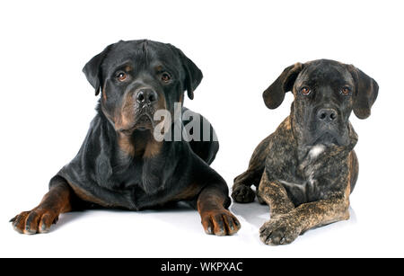 Welpe Cane Corso und Rottweiler vor weißem Hintergrund Stockfoto