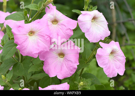 Violett gefärbten Petunia, schöne Blume blühen im Garten. Hochauflösendes Foto. Volle Tiefenschärfe. Stockfoto