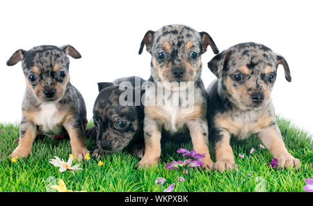 Chihuahua Welpen vor weißem Hintergrund Stockfoto